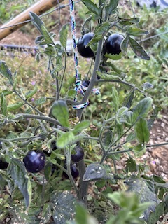 IMG_1645.jpeg