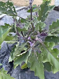 IMG_1648.jpeg