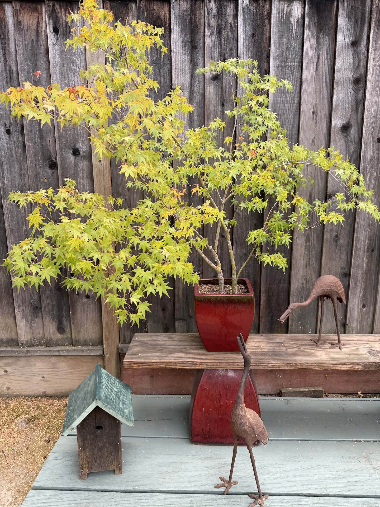 Japanese Maple ~12 yrs.jpg