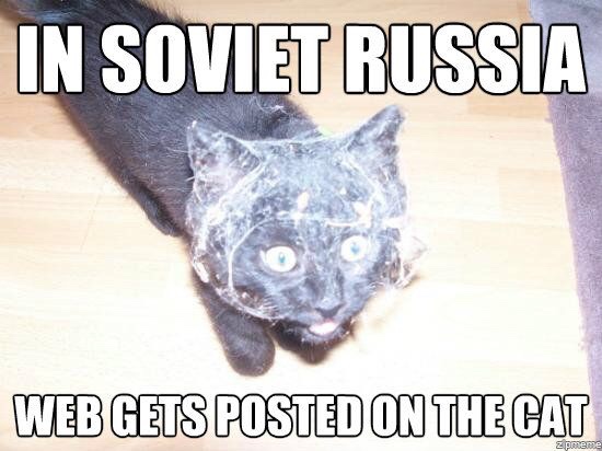 web_cat.jpg