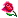 :rose