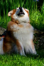 IMG_1576 Clyde.jpg