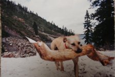 paco log.jpg
