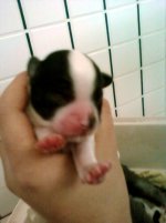 puppy.jpg