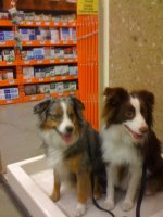 dogDepot.jpg