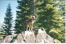 Copy (2) of Truckee 005.jpg