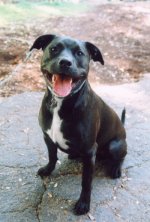 HappyDog.jpg