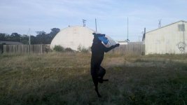 jumpingdog.jpg