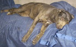 mudpup.jpg