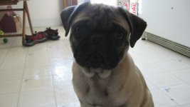 Pets 017.jpg