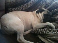 Pets 055.jpg