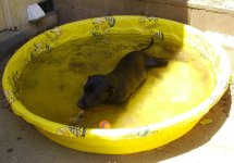 Both a cool bath AND a drink.jpg