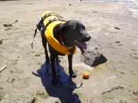 happy dog at beach.jpg