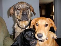 furkids.jpg