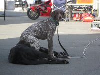 Shelby sitting on Harley.jpg