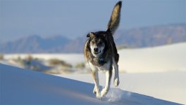 IMG_0207 Yukon in dune res.JPG