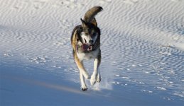 IMG_0222 Yukon in dune res.jpg