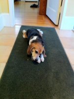 daisychew.jpg