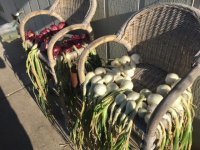 Onions2.jpg