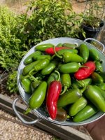 Jalapenos.jpg