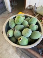 Guava1.jpg