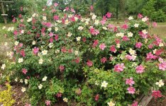 Rosa chinensis Mutabilis Jeffs.jpg