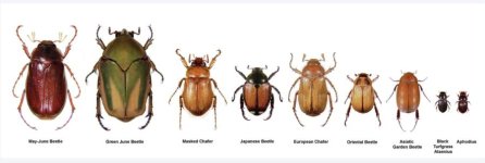 White Grub Beetles.jpg