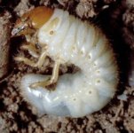 White grub.jpg