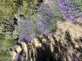 IMG_8193.jpeg