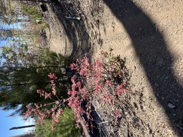 IMG_8195.jpeg