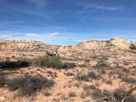 IMG_7733.jpg