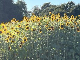 IMG_7115.jpeg
