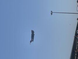IMG_5697.jpeg