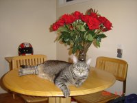 Misc Animals 07 010.jpg