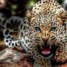 Warrior Princess