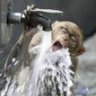 gschaps