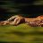 browncheetah